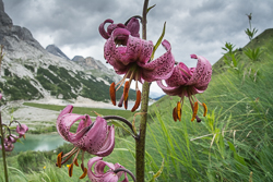 Glorious flowers abound on our alpine photography tour in the Dolomites
